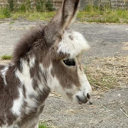 La Campagne Bretonne Villa Parigné Kültér fotó