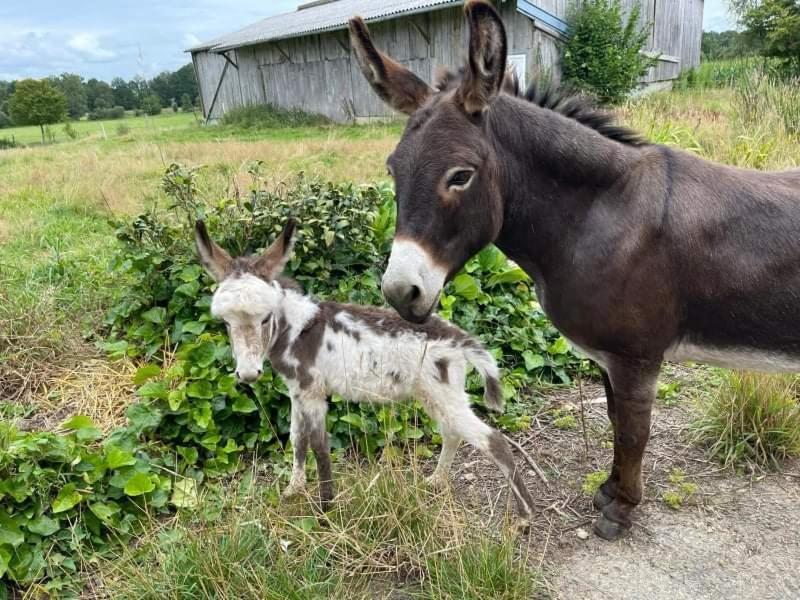 La Campagne Bretonne Villa Parigné Szoba fotó